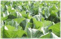 ���_��ň���S�ȃL���x�c