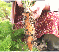 病気に強いオーレス農法・にんじん