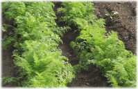 �Ö��̏o��ɂ񂶂�