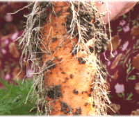 オーレス農法・毛のようなにんじんの根