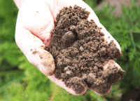 甘い自家製野菜を育てる土